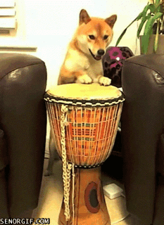 Drumming doge